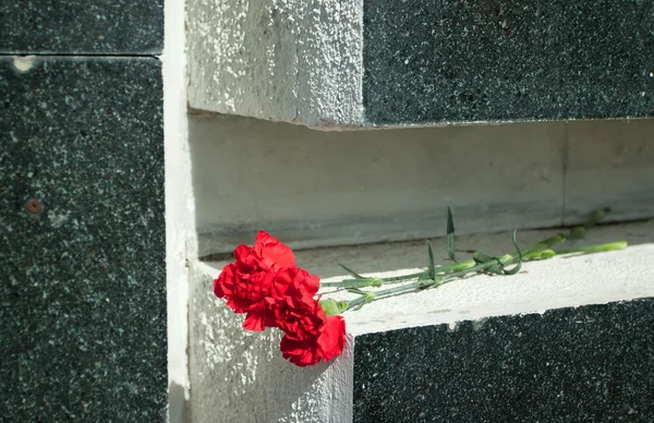 Carnation on marble — Stock Photo, Image