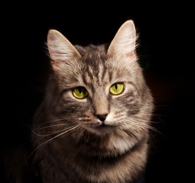Gray russian cat clipart