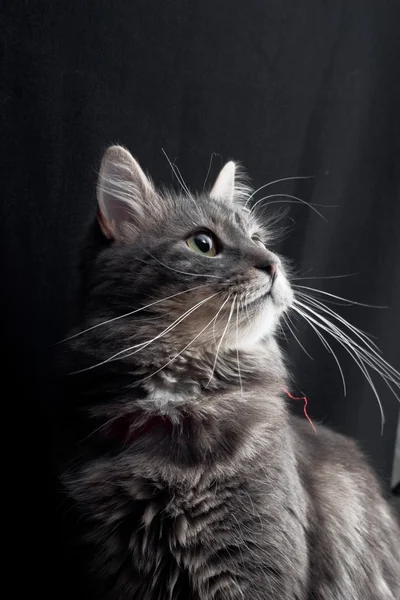 회색 러시아 고양이 — 스톡 사진