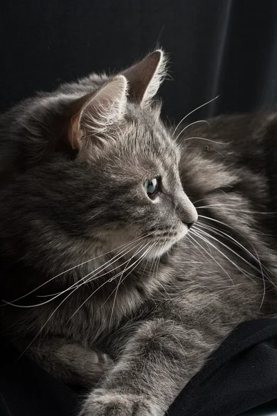 Серый русский кот — стоковое фото