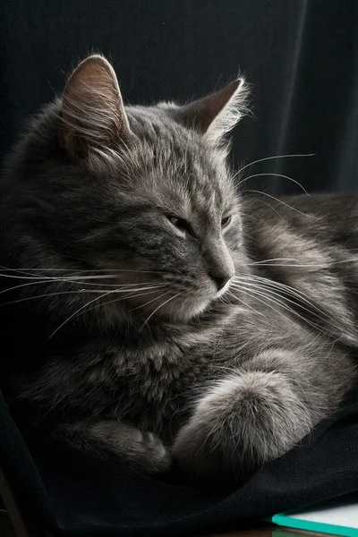Gray russian cat — Stock Photo, Image