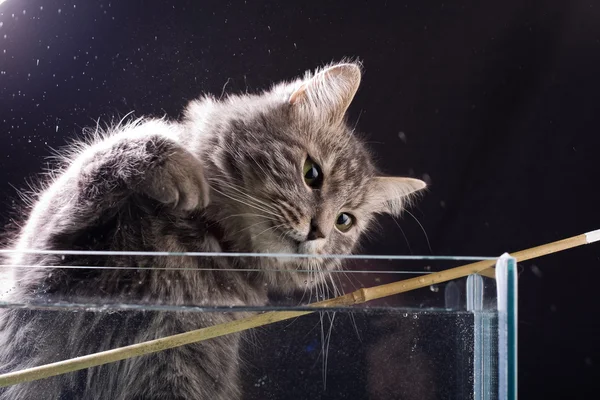 Gri rusă pisică — Fotografie, imagine de stoc