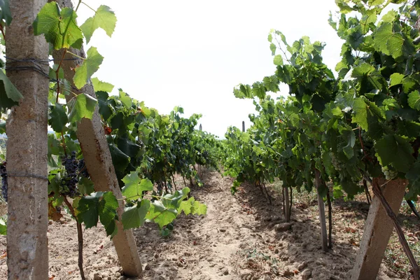 stock image Vineyard