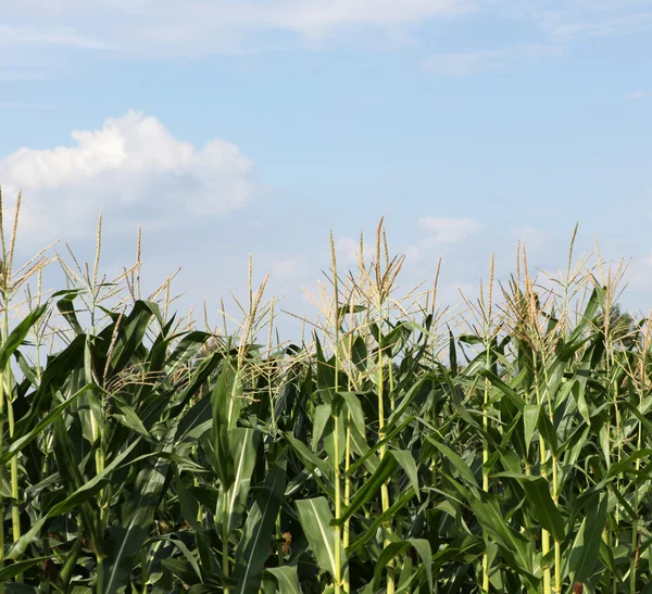 stock image Green corn field