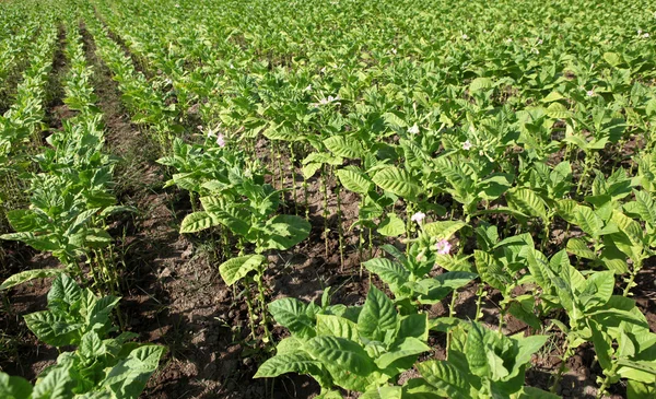 stock image Tobacco farm