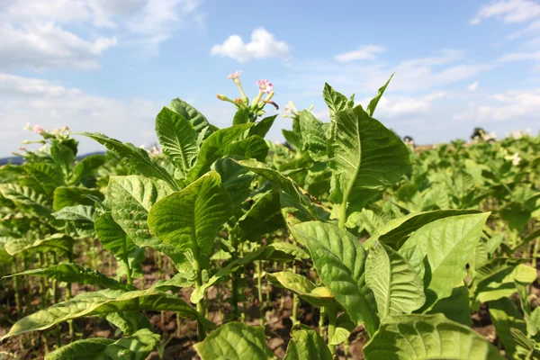 stock image Tobacco farm