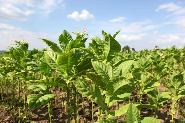 stock image Tobacco farm