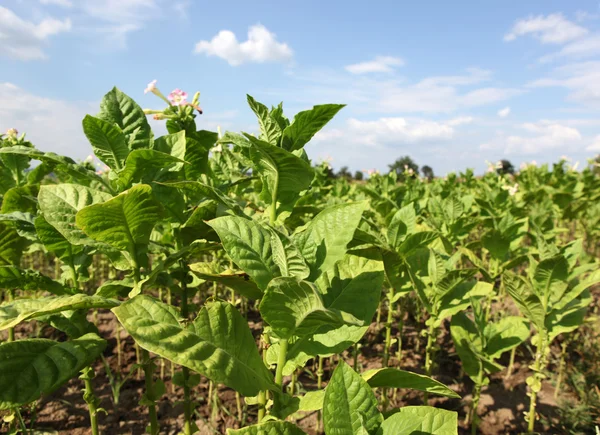 Stock image Tobacco farm