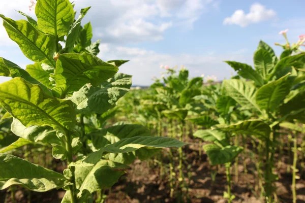 stock image Tobacco farm