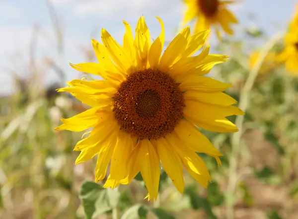 Ayçiçeği