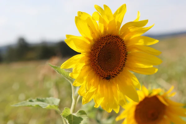 stock image Sunflower