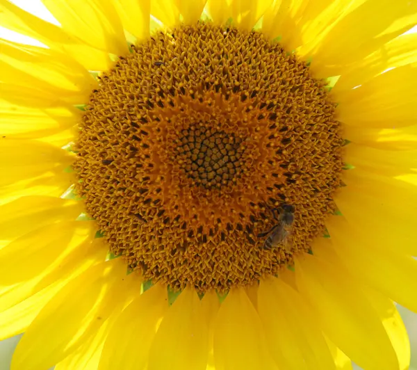 stock image Sunflower