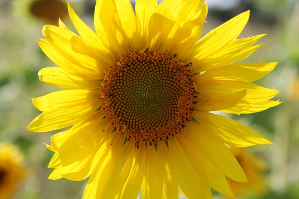 Stock image Sunflower