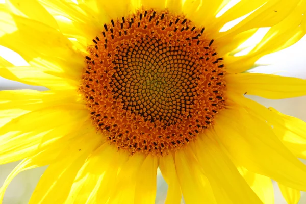 stock image Sunflower