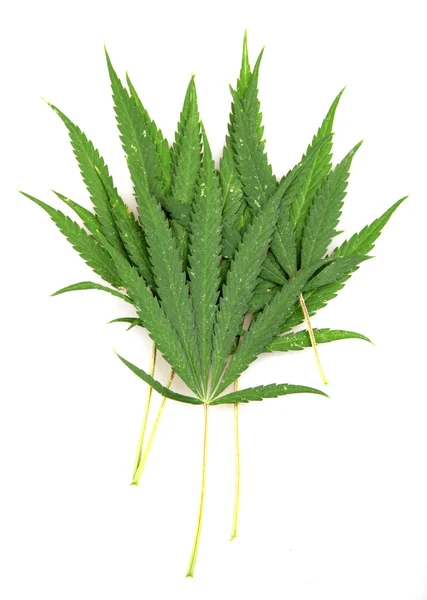 Cannabis — Stockfoto