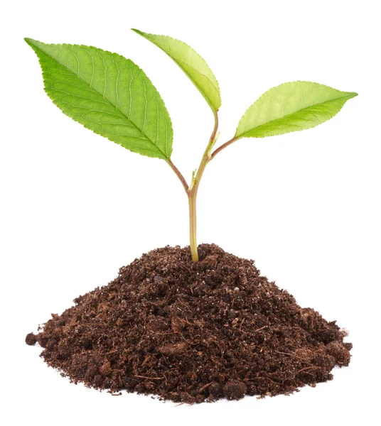 Young green plant in soil Royalty Free Stock Images