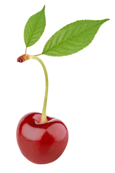 Sweet cherry berry with leaves on white — Stock Photo, Image