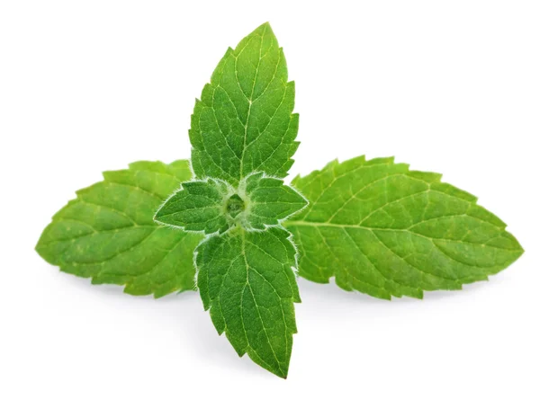 stock image Fresh mint leaves