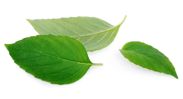 Свіже зелене листя м'яти на білому — стокове фото