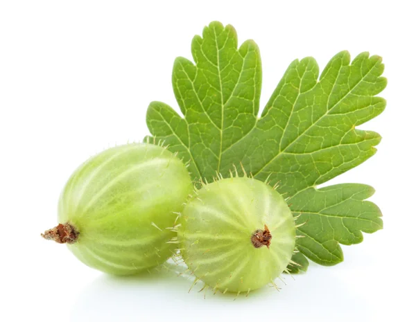 Green gooseberry fruit with leaf on white — Stock Photo, Image