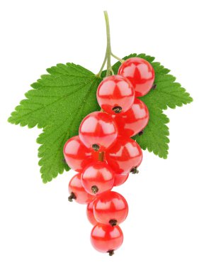 Red currants isolated on white clipart