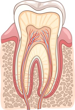 Tooth Section Medical Illustration clipart