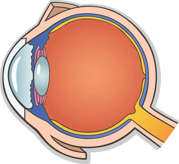 Ανθρώπινο μάτι τομή — Διανυσματικό Αρχείο