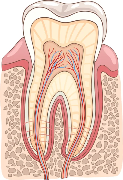Zahnabschnitt medizinische Illustration — Stockvektor
