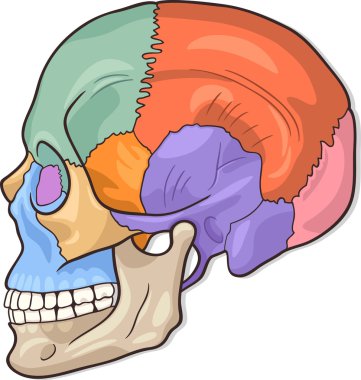 Human Skull Diagram Illustration clipart