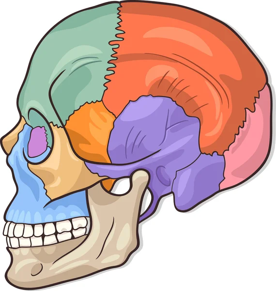 Human Skull Diagram Illustration — Stock Vector