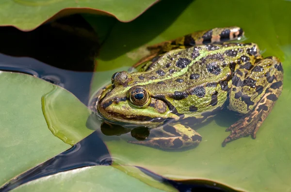 Frog op lelieblad — Stockfoto
