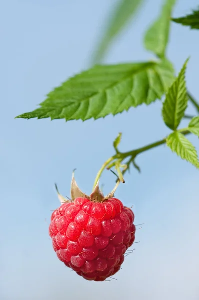 Rasberry — Zdjęcie stockowe