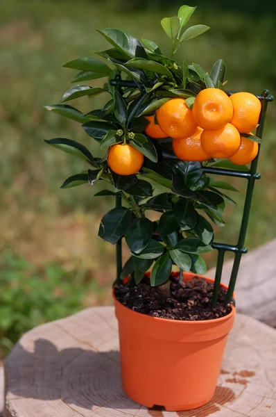 stock image Small tangerines tree