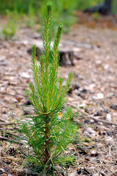 stock image Young pine tree