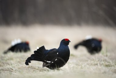 lekking Kara Orman Tavuğu (tetrao tetrix).