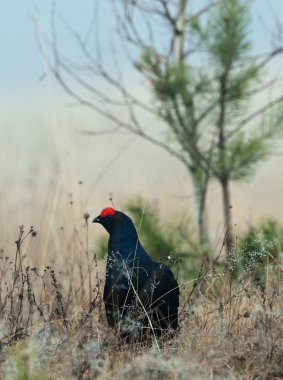 Black grouse (Tetrao tetrix). clipart