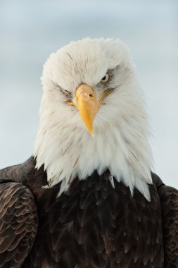 bald eagle portresi kapatmak