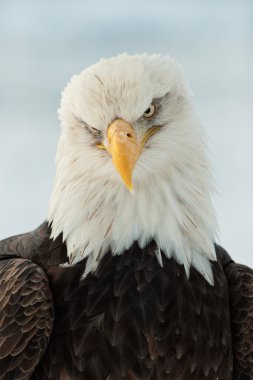 Close up Portrait of a Bald Eagle clipart