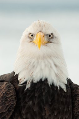bald eagle portresi kapatmak