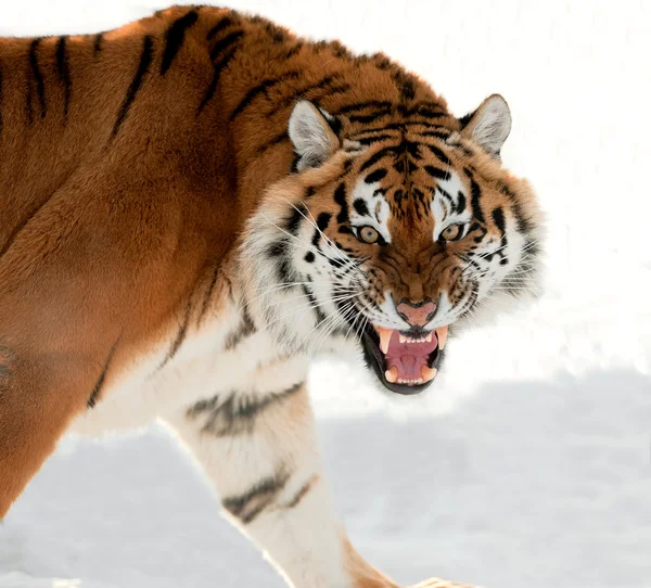 Tigre siberiano gruñendo — Foto de Stock