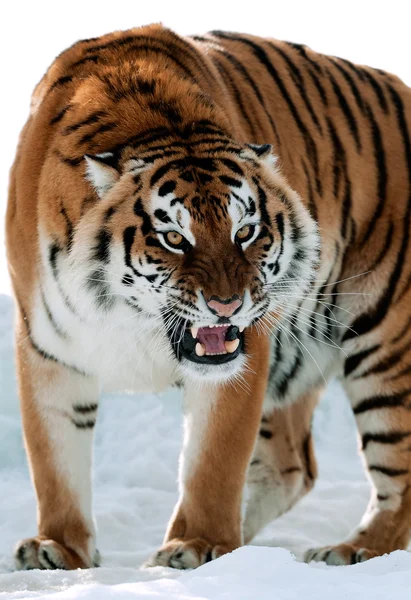 Siberische tijger grommen — Stockfoto