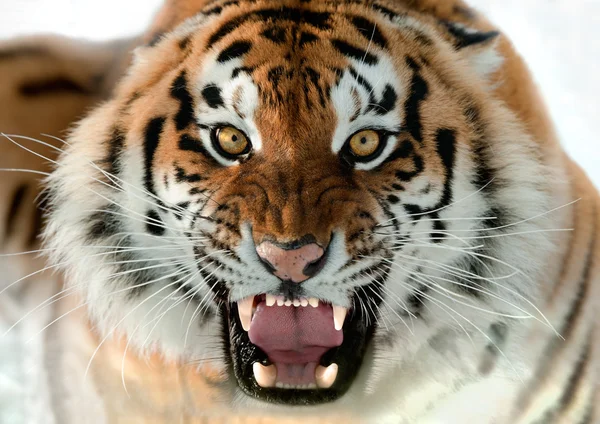 Sibirisk tiger morrande — Stockfoto