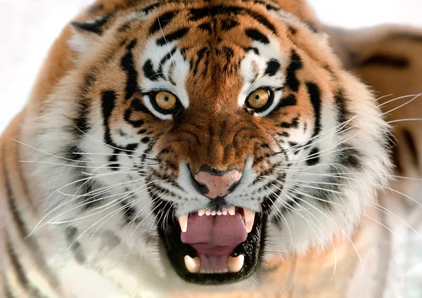 Tigre siberiano gruñendo —  Fotos de Stock