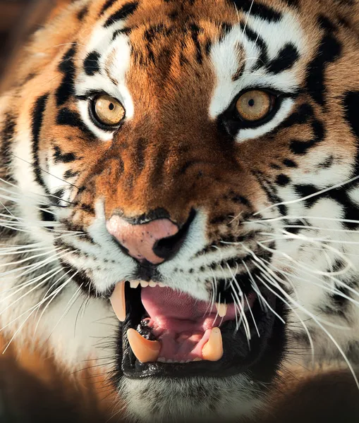 Sibirischer Tiger knurrt — Stockfoto