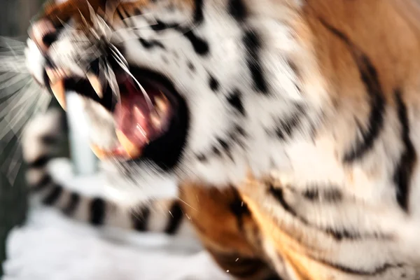 Siberische tijger grommen — Stockfoto