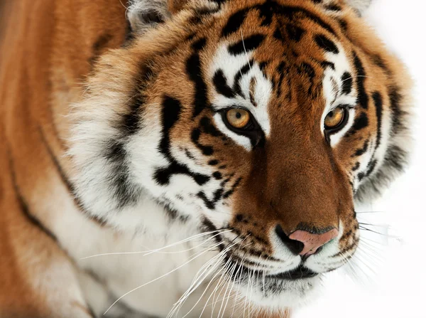 Tygr ussurijský — Stock fotografie