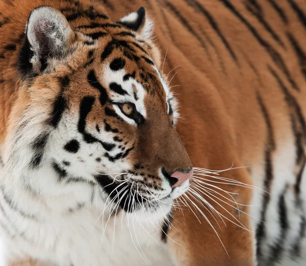 Siberian Tiger Growling — Stock Photo © SURZet #12002654