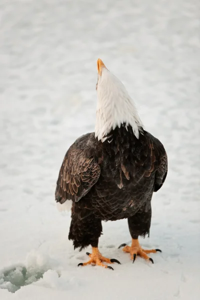 Gritando águila calva — Foto de Stock