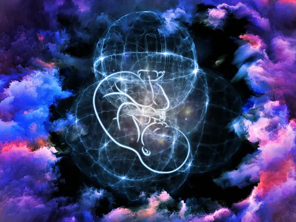 Foetus evolutie — Stockfoto