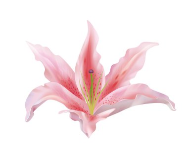 Lily flower clipart